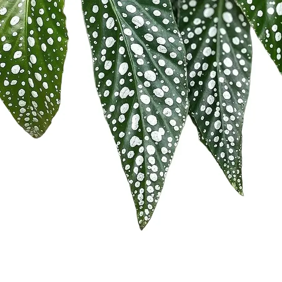 Begonia plant leaf close up on white background