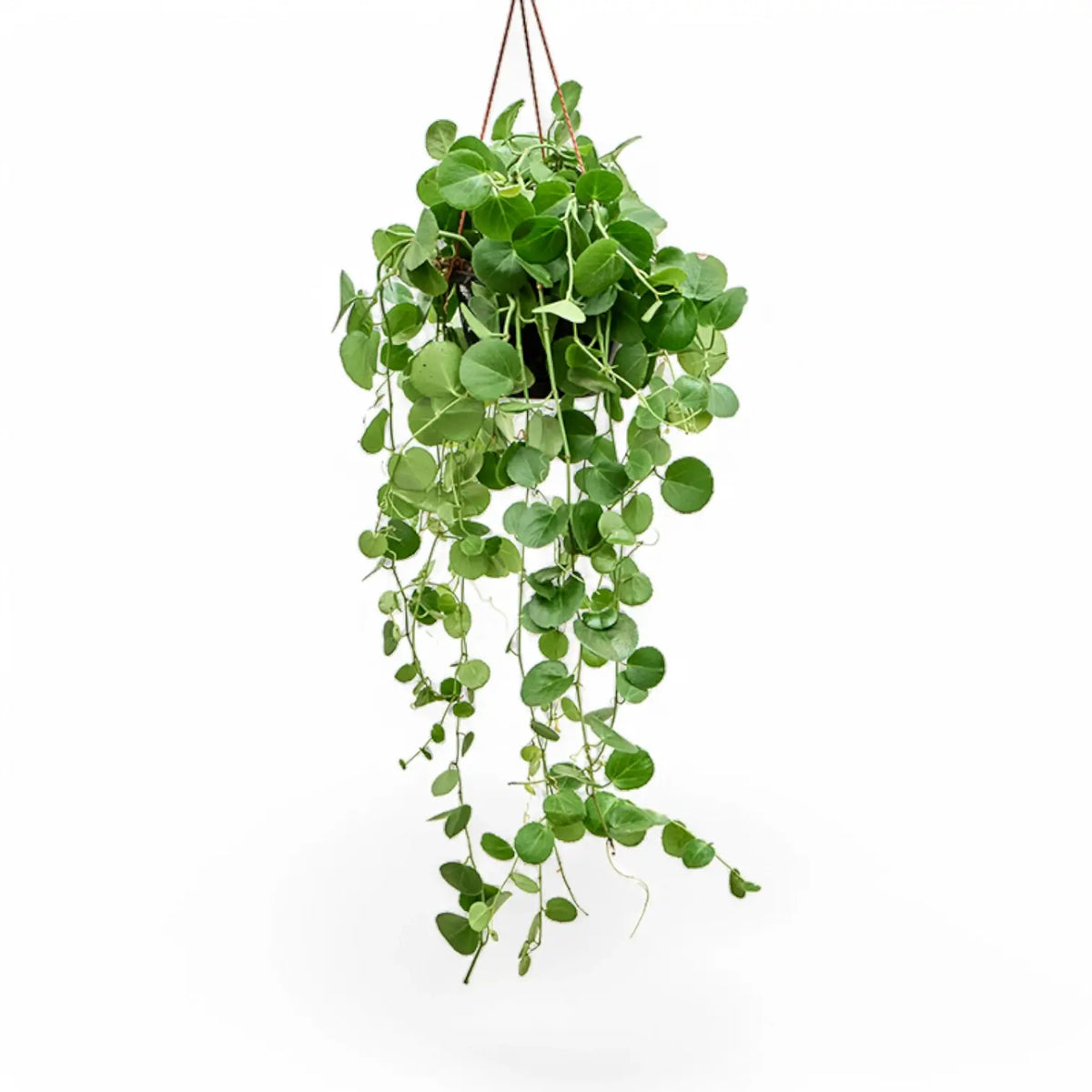 hanging Cisssus rotundifolia plant on white background