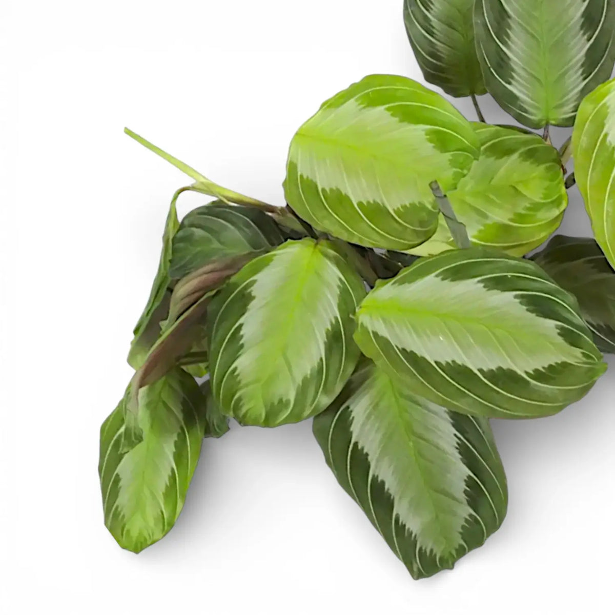 Blätter von Maranta 'Silver Band' vor weißem Hintergrund