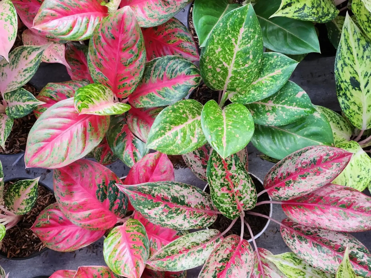 Colorful foliage plants with pink and green leaves.
