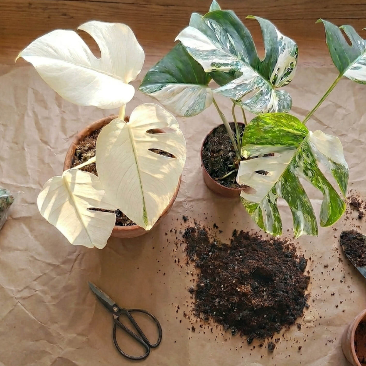Two potted Monstera deliciosa albo variegataplants on crumpled brown paper with soil and scissors.