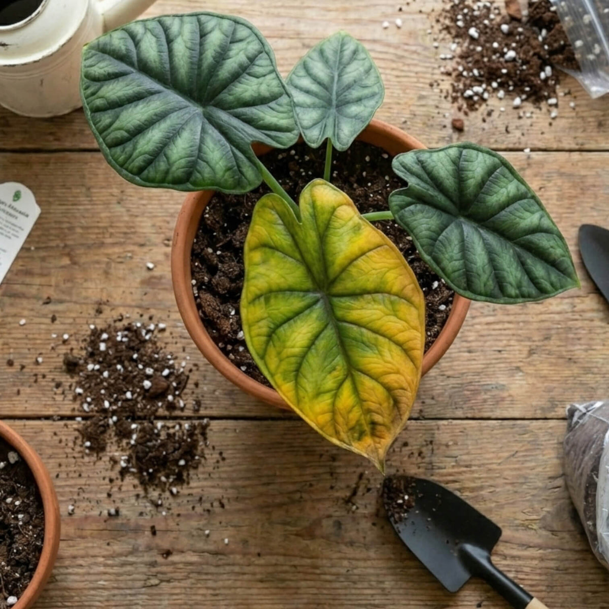 Alocasia Dragon Scale in a terracotta pot on a wooden table, displaying one yellowing leaf
