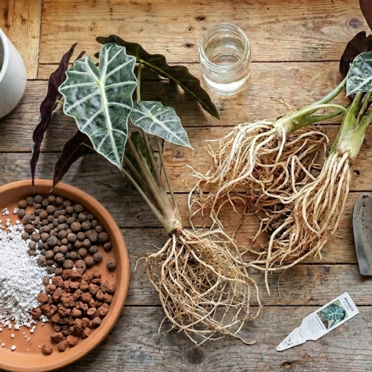 Potted plant with roots on a wooden surface, including soil, fertilizer, and a glass of water.