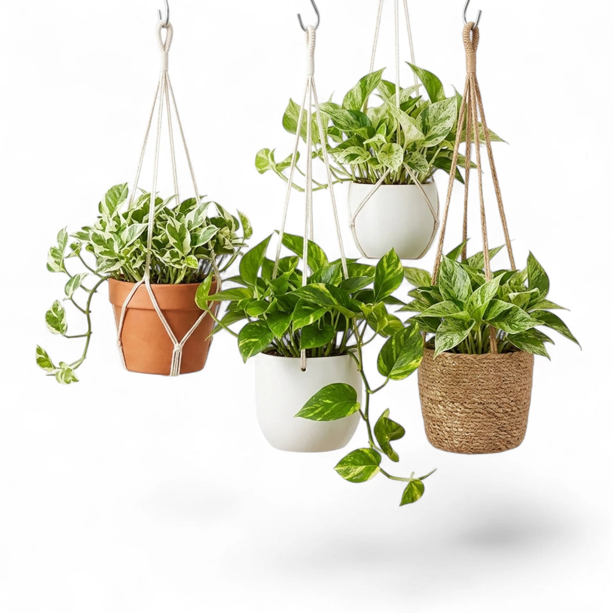 Four various potted Epipremnum plants hanging from a white background