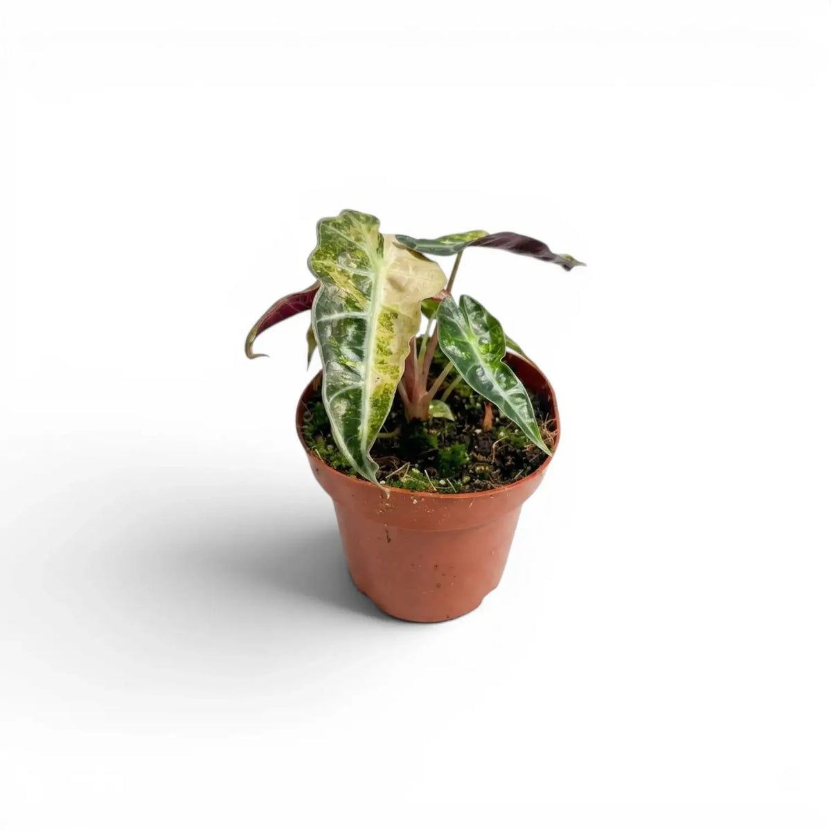 Small Alocasia Polly aurea variegata baby plant with yellow variegation on a white background