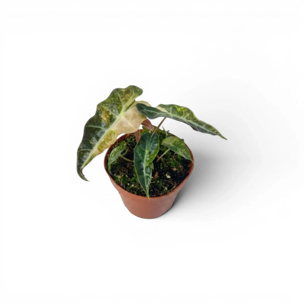 Small Alocasia Polly aurea variegata baby plant with yellow variegation on a white background