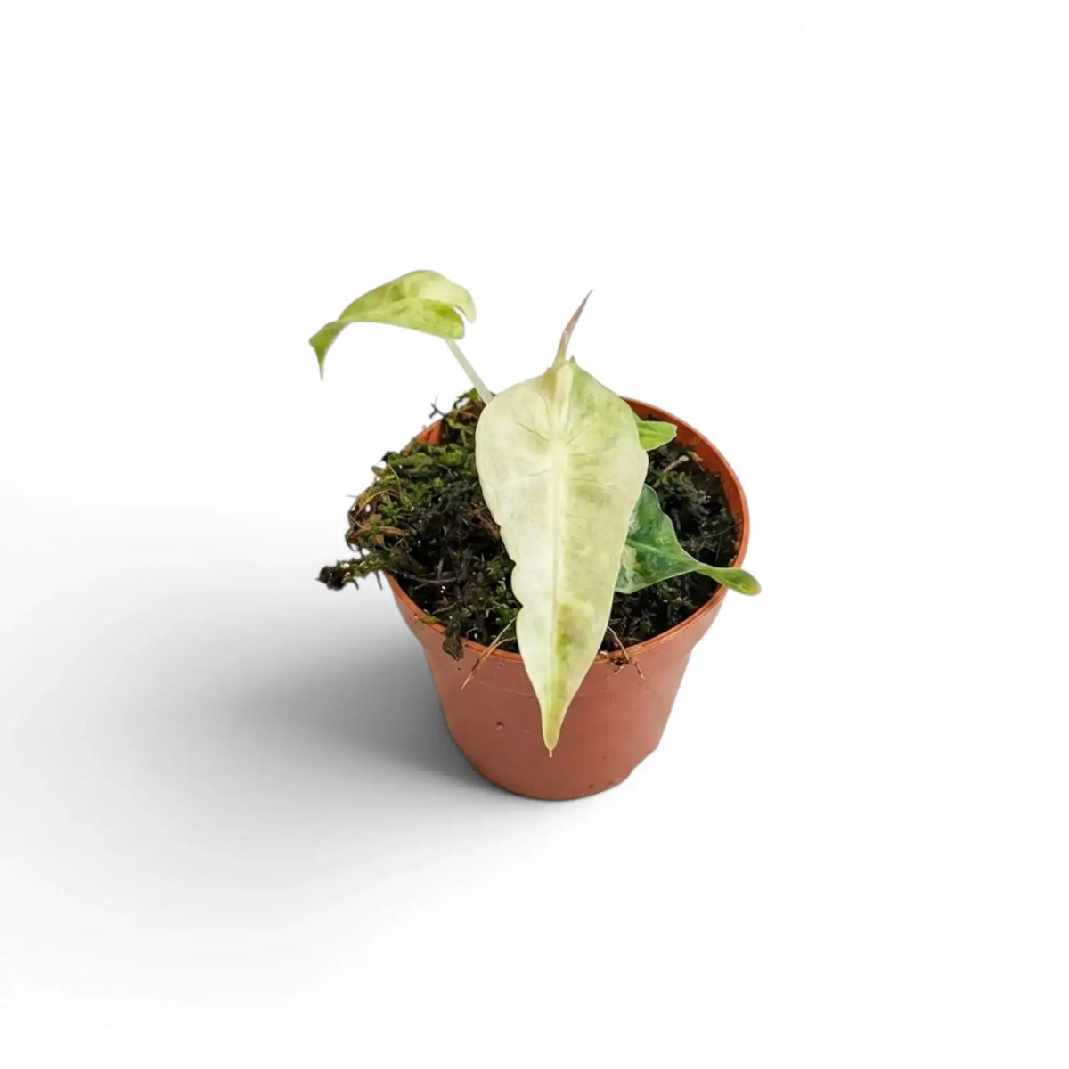Small Alocasia Polly aurea variegata baby plant with yellow variegation on a white background