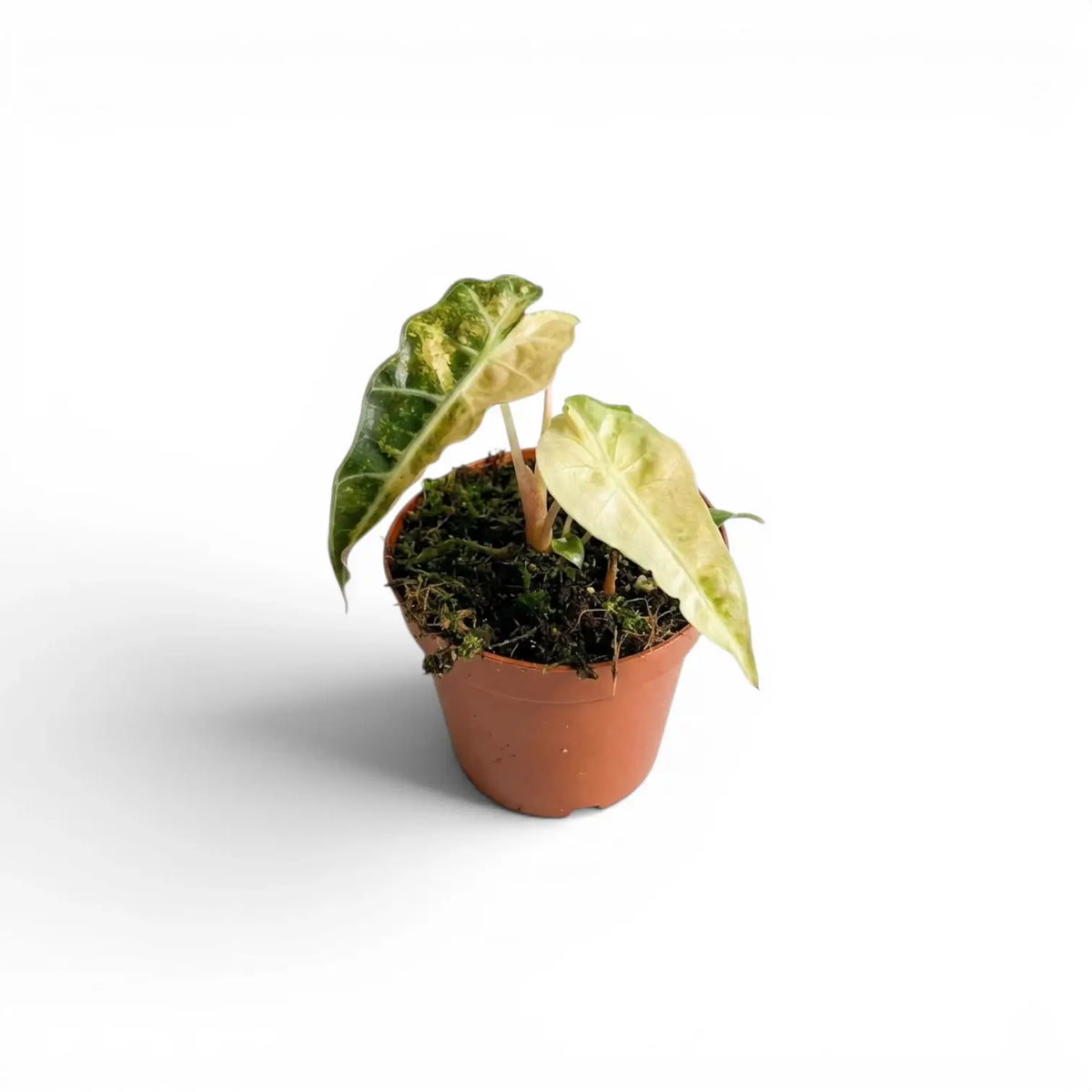 Small Alocasia Polly aurea variegata baby plant with yellow variegation on a white background