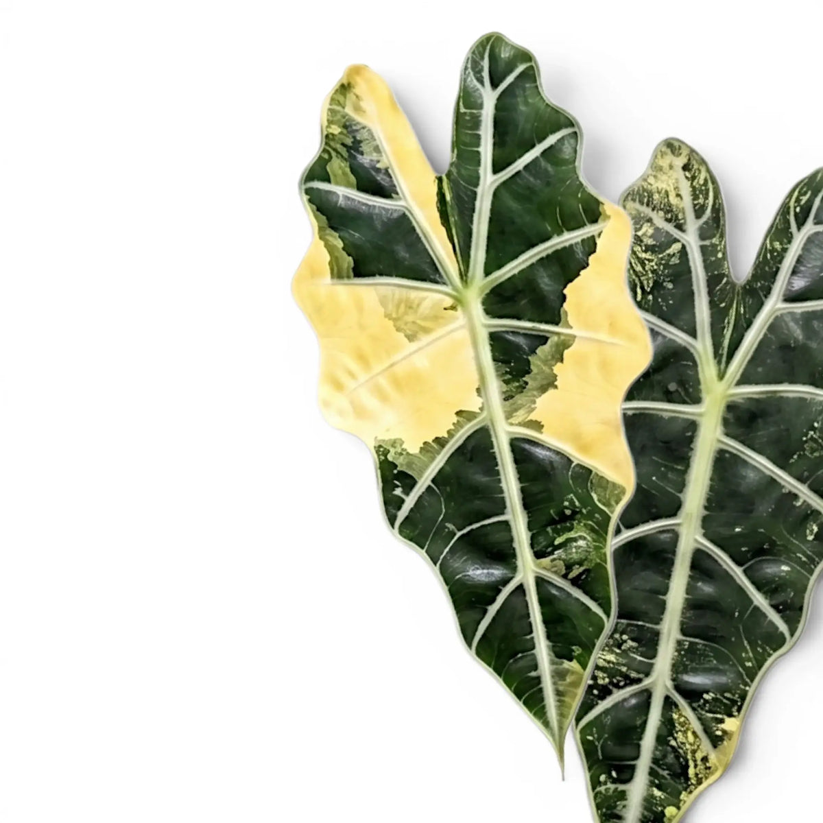 Close-up of an Alocasia Polly aurea variegata leaf with yellow center and green edges on a white background