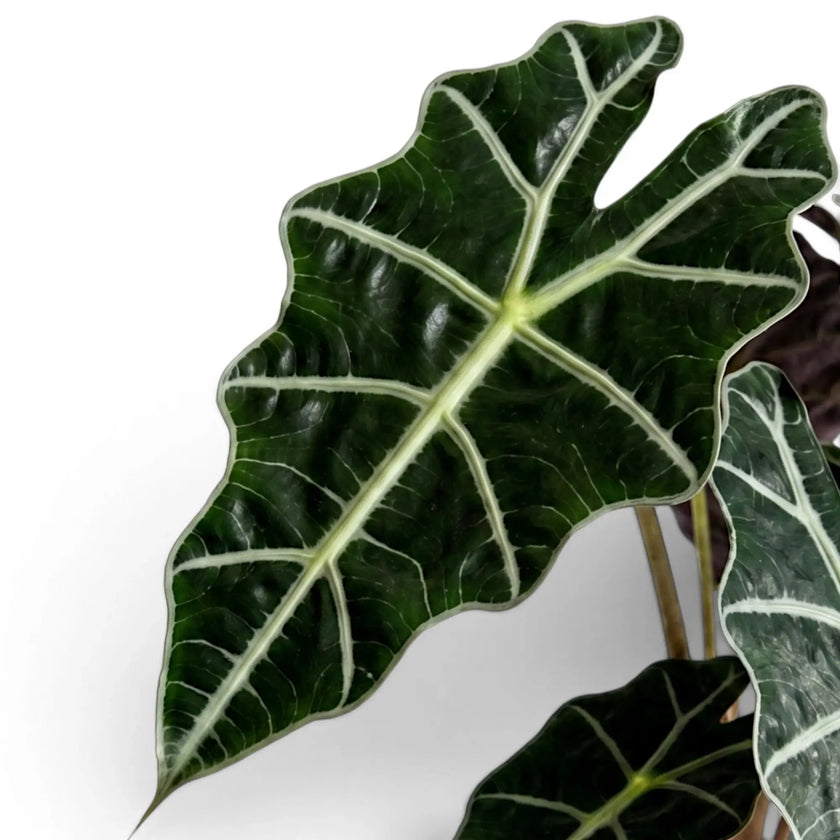 Alocasia Polly, close-up of a large green leaves with white veins on a white background