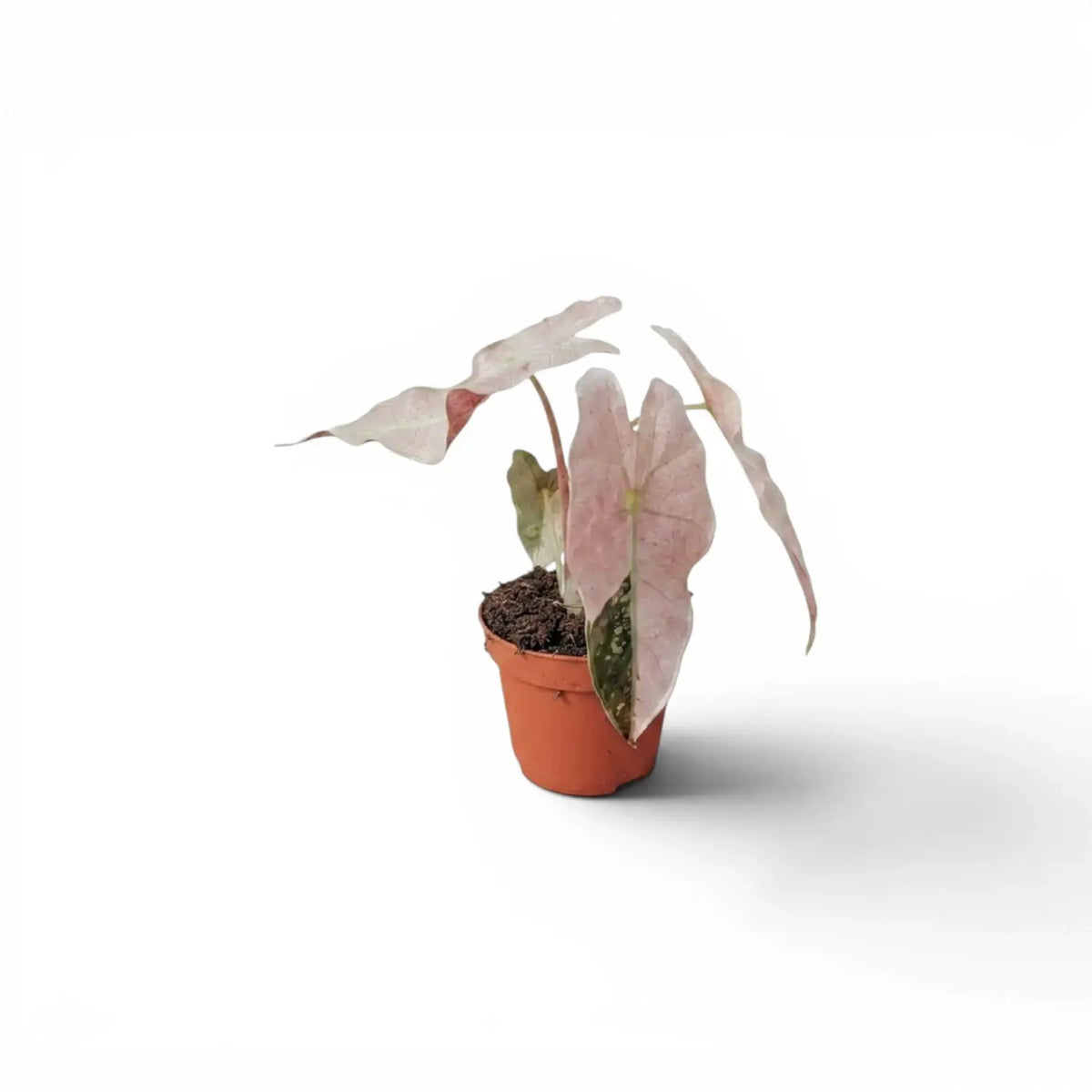 Potted baby plant Alocasia Polly pink variegata with pink leaves on a white background