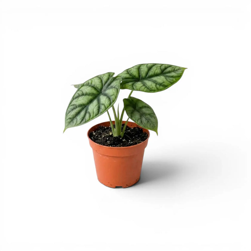 Alocasia baginda Dragon Scale baby plant in a nursery pot against a white background