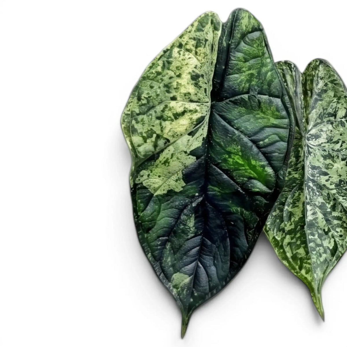 Alocasia Dragon Scale 'Mint' mit mintgrün gesprenkelten Blättern vor weißem Hintergrund