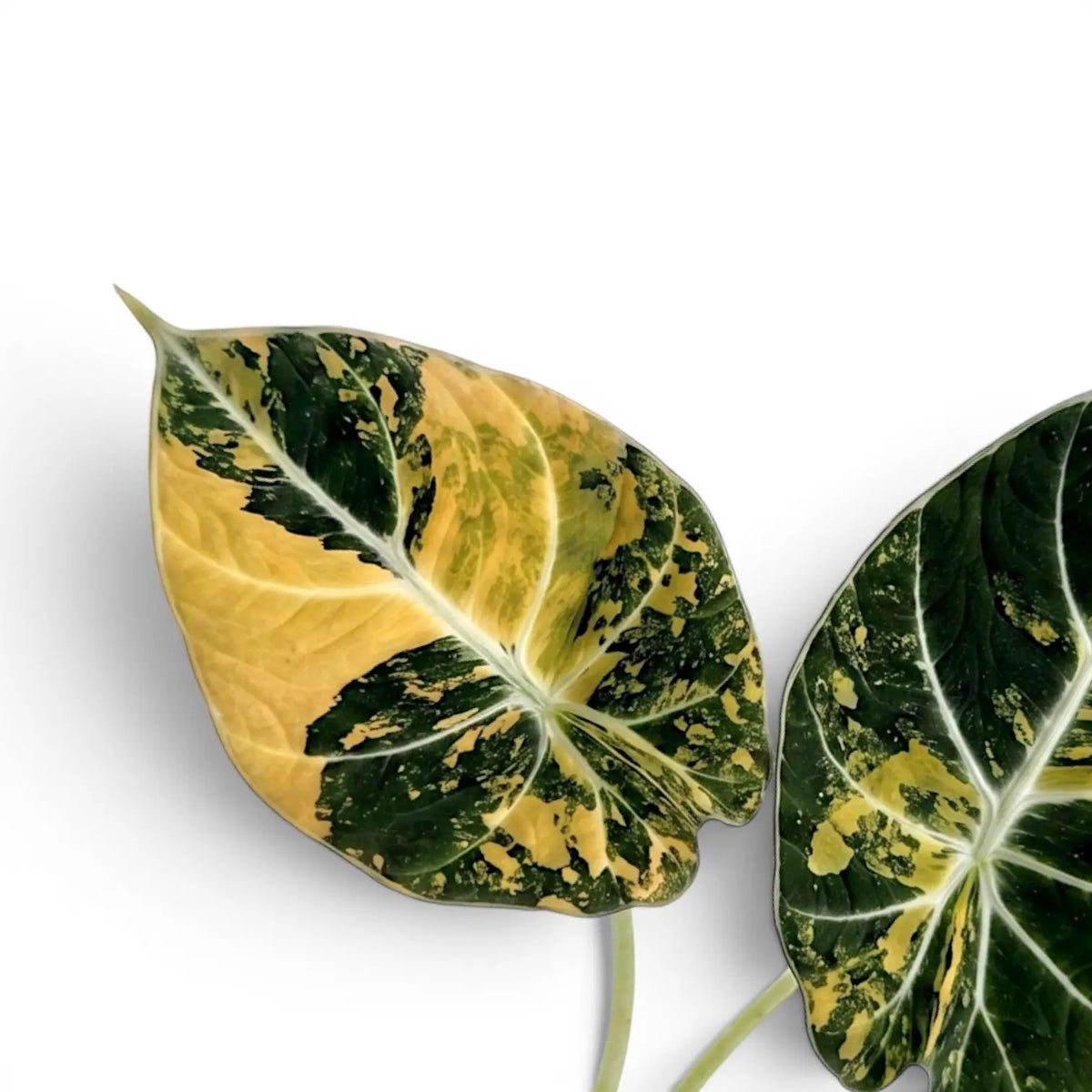 Close up of two Alocasia reginula 'Black Velvet Gold' leaves plant with golden variegation in a nursery pot on white backgrund