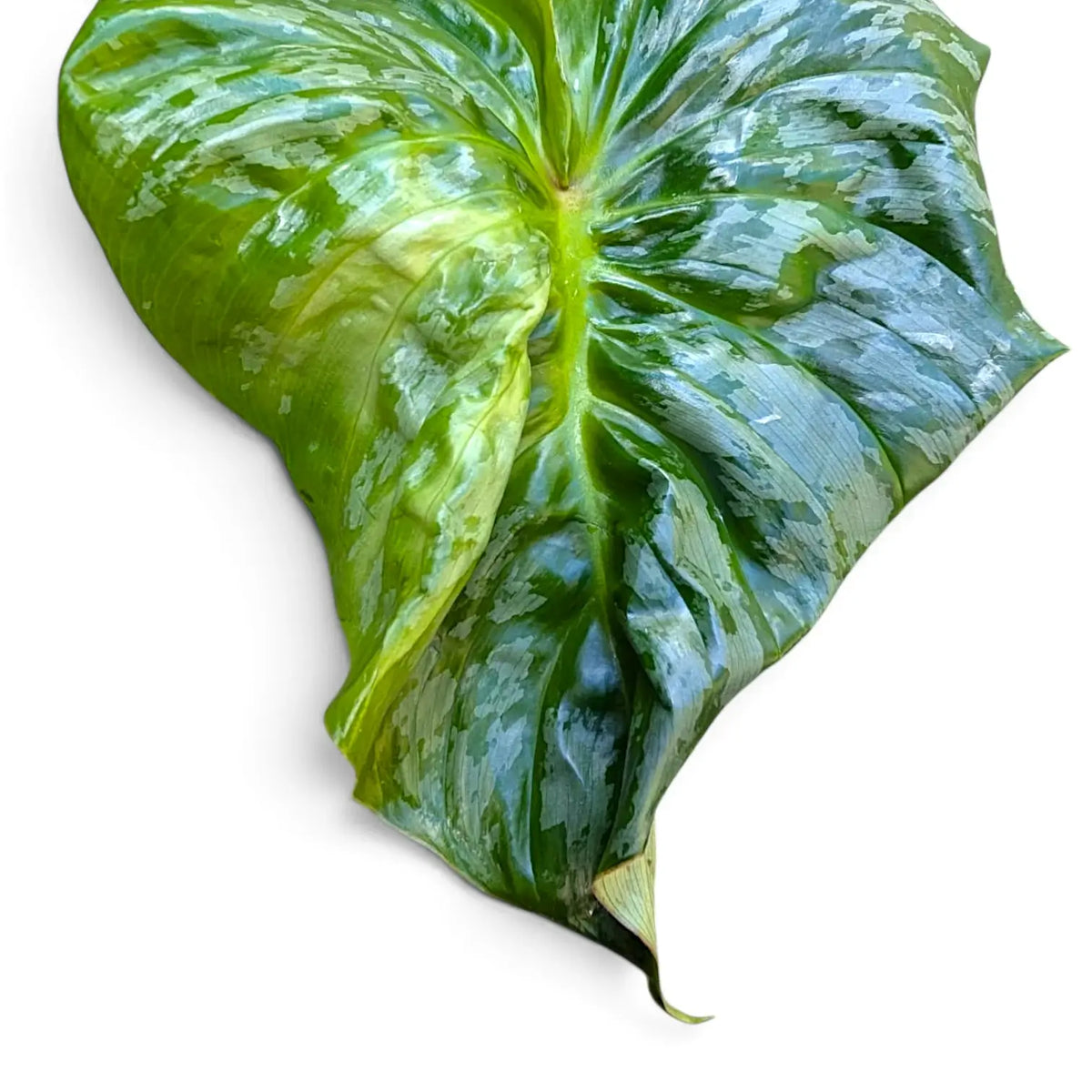 Glänzendes grün-silbern gemustertes Blatt mit Falten, Knickstellen und brauner Spitze