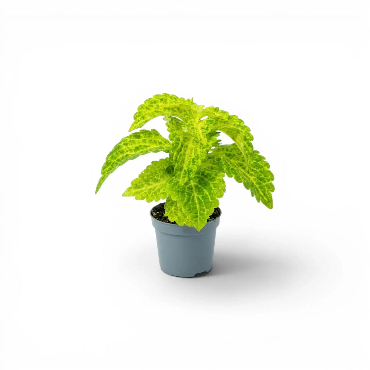 Coleus 'MS River Walk' baby plant in a nursery pot