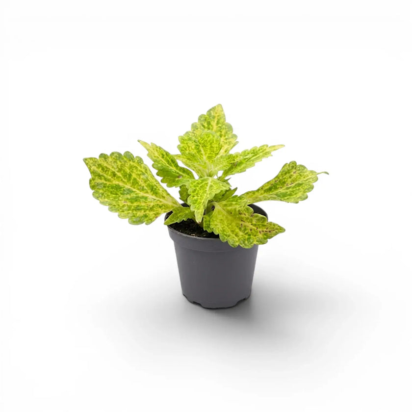 Coleus 'MS River Walk' baby plant in a nursery pot.