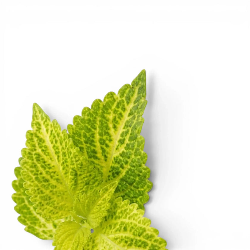 Close-up of Coleus 'MS River Walk' leaves.