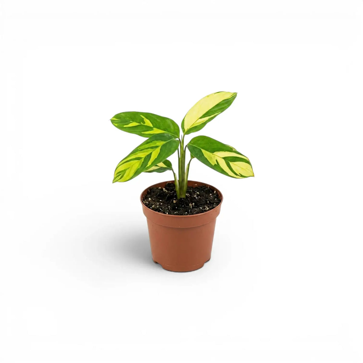 Ctenanthe lubbersiana Golden Mosaic baby plant with variegated leaves in a nursery pot.