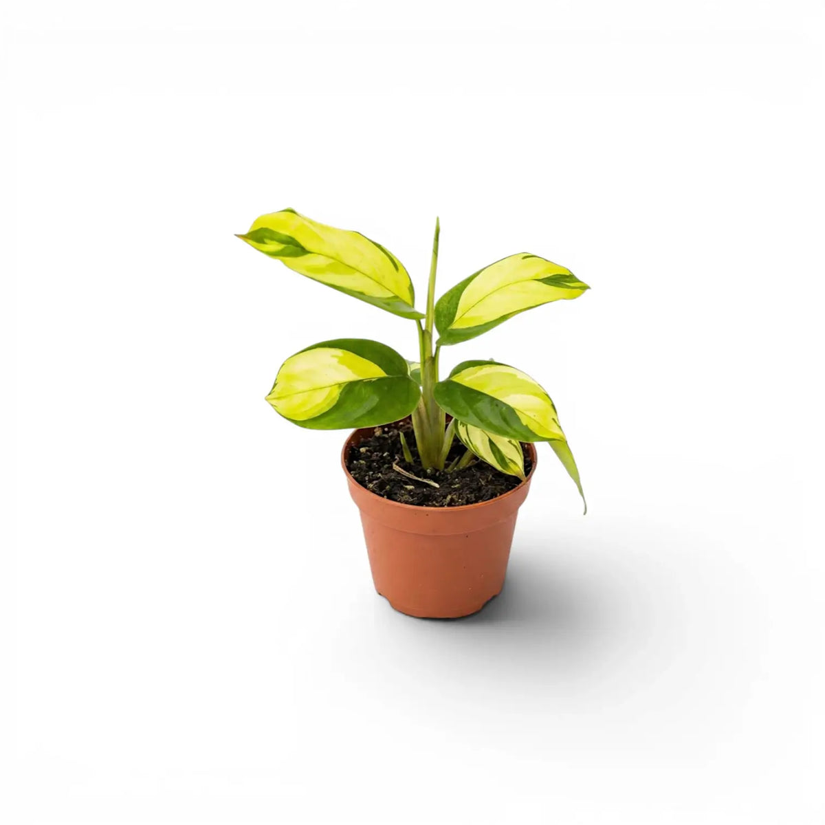 Ctenanthe lubbersiana Golden Mosaic baby plant with variegated leaves in a nursery pot.