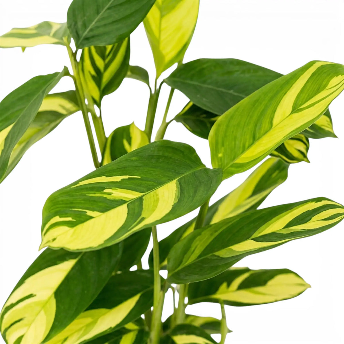 Ctenanthe lubbersiana Golden Mosaic foliage close-up with yellow variegation.