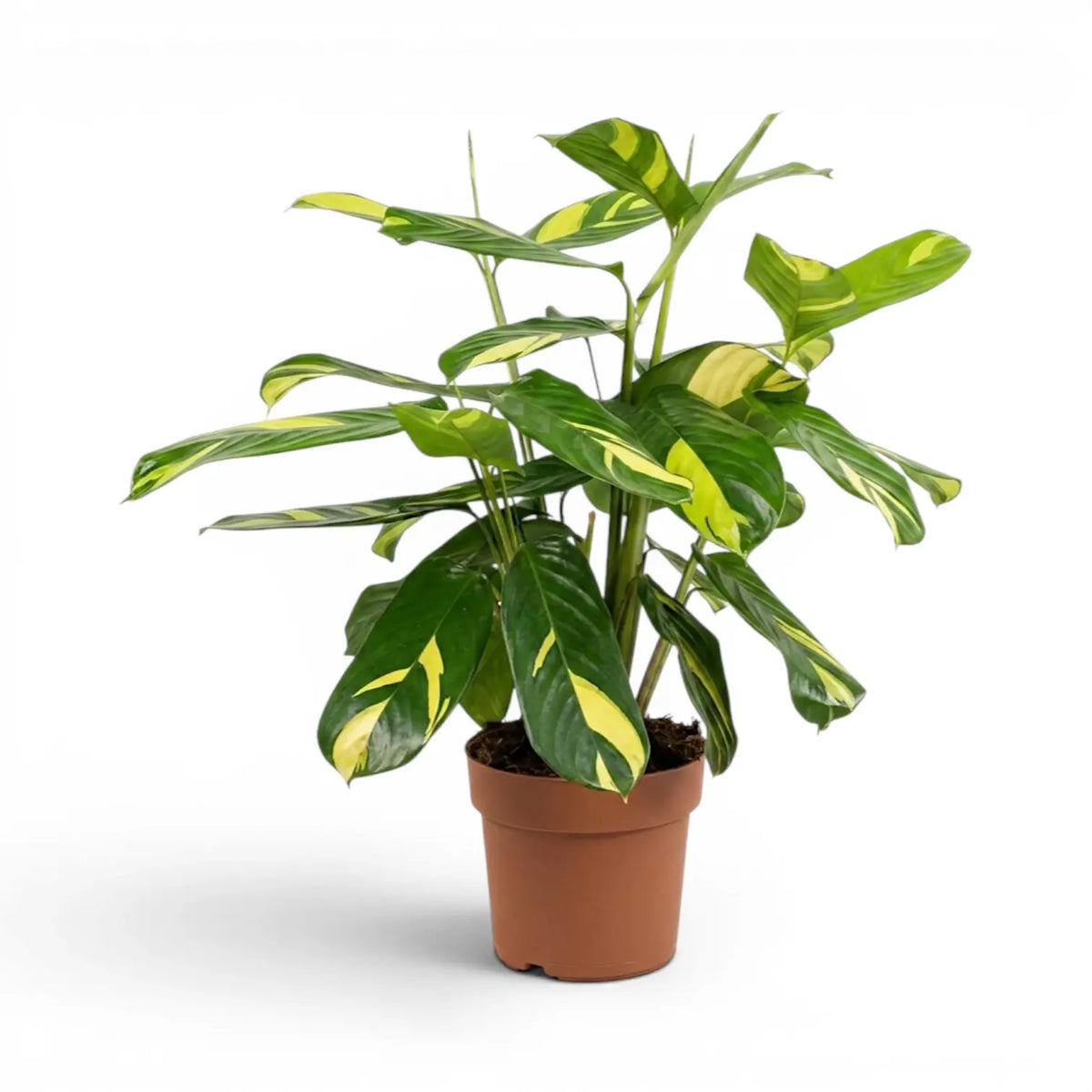 Ctenanthe lubbersiana Golden Mosaic large plant in a nursery pot.