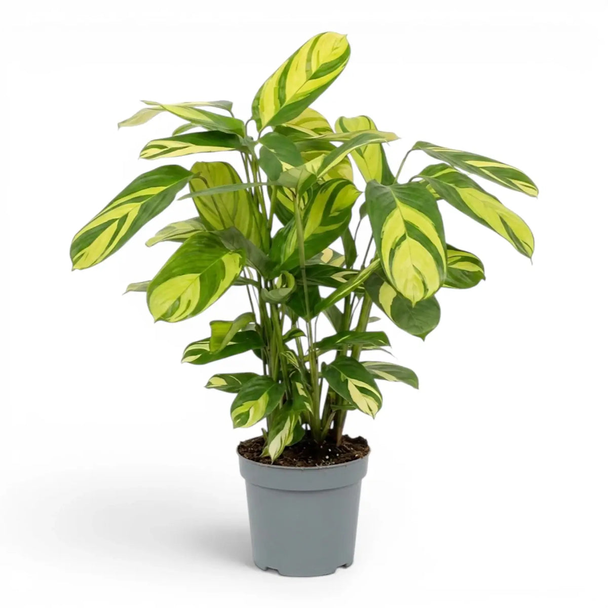 Ctenanthe lubbersiana Golden Mosaic large plant in a nursery pot.