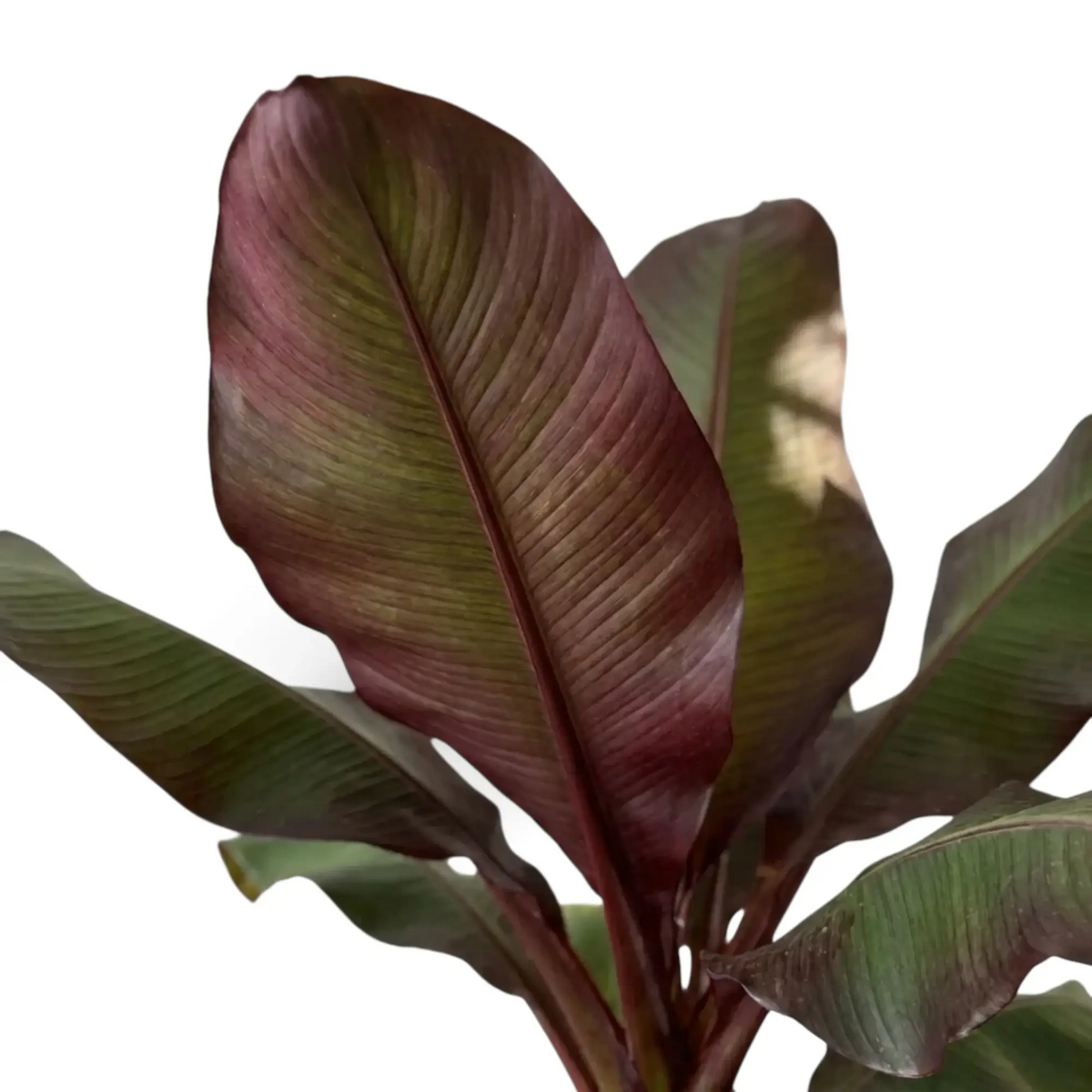 Nahaufnahme von Ensete ventricosum ‘Maurelii’ mit roter Mittelrippe auf einem grün bis burgunderrot gefärbten Blatt