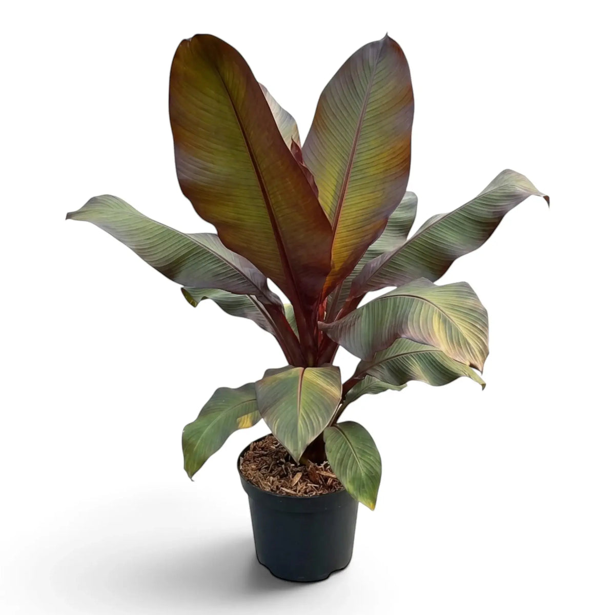 Ensete ventricosum ‘Maurelii’ im Kulturtopf mit großen paddelförmigen Blättern in Rot- und Burgundertönen