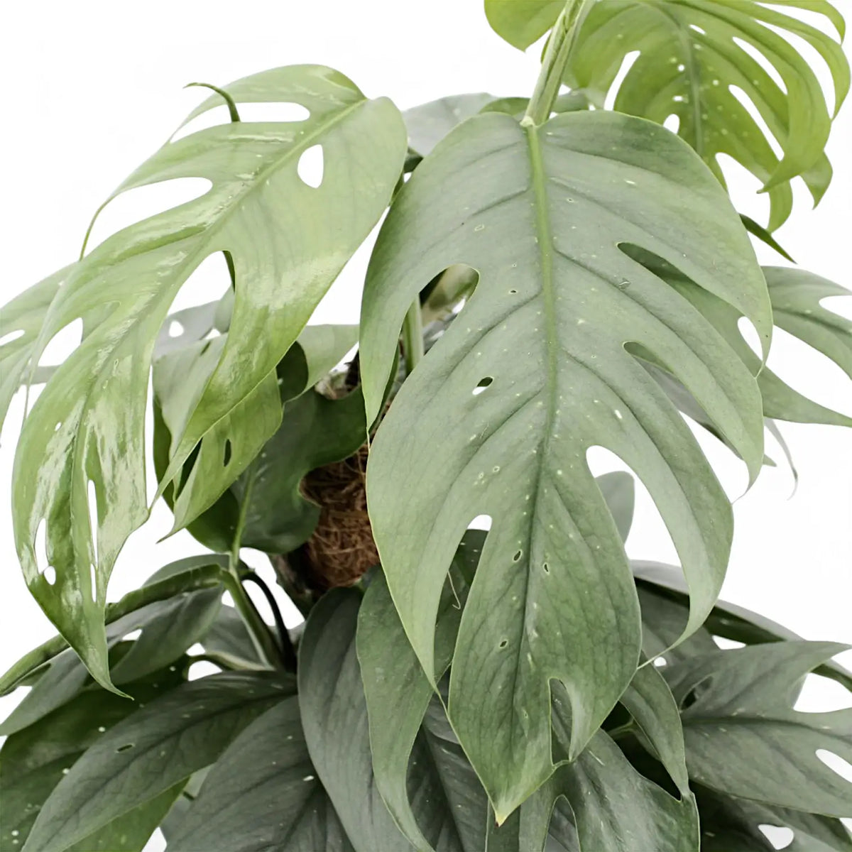 Close-up of Epipremnum pinnatum 'Cebu Blue' with a white background