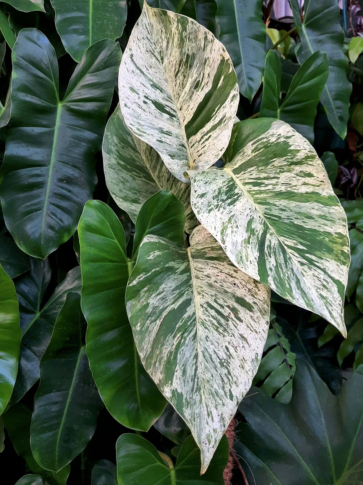 Close-up of Epipremnum Marble Queen leaves with green and white pattern against a background of other leaves.