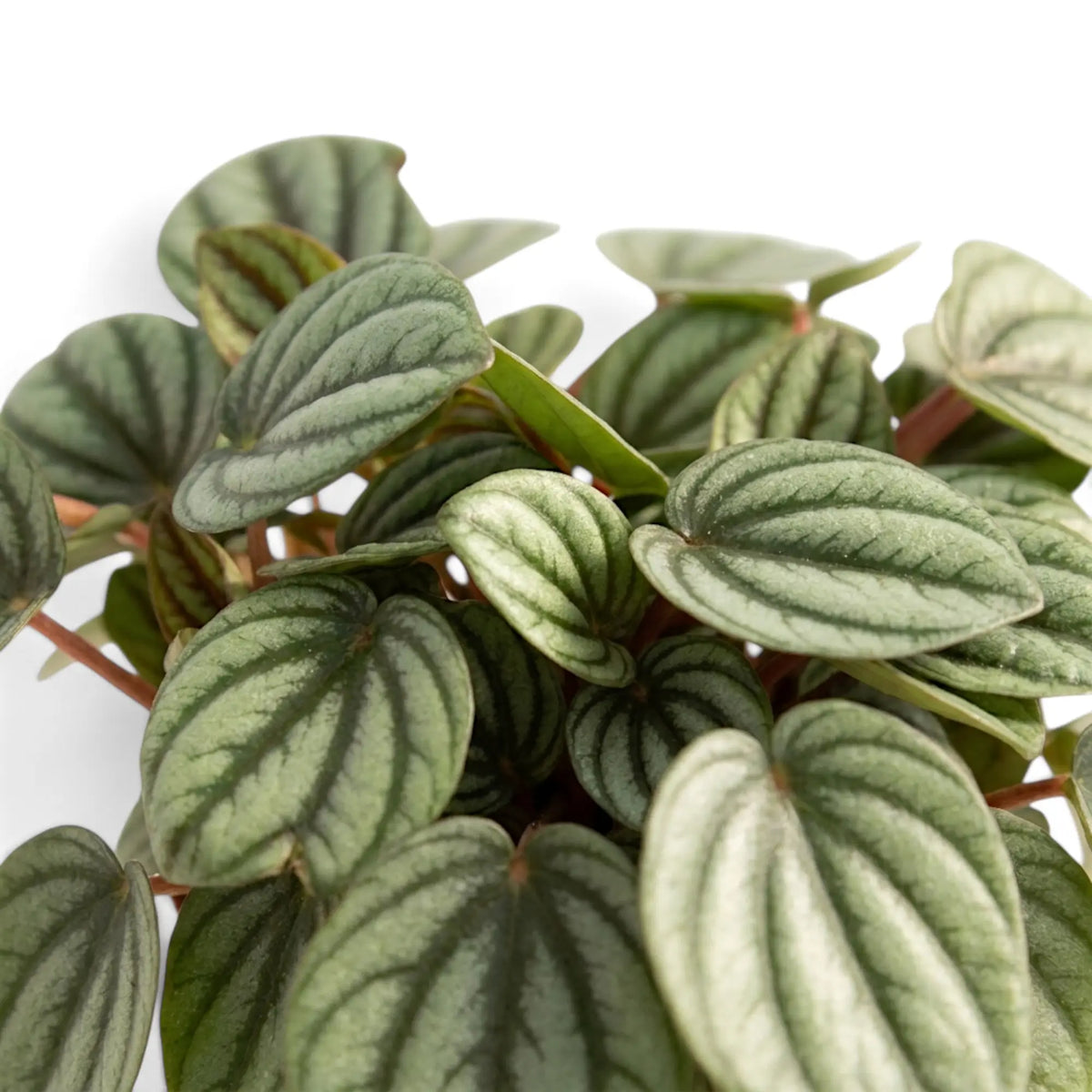 Nahaufnahme von Blättern der Peperomia ‘Piccolo Banda’ mit silberfarbenen Flächen, dunkelgrünen Adern und roten Blattstielen