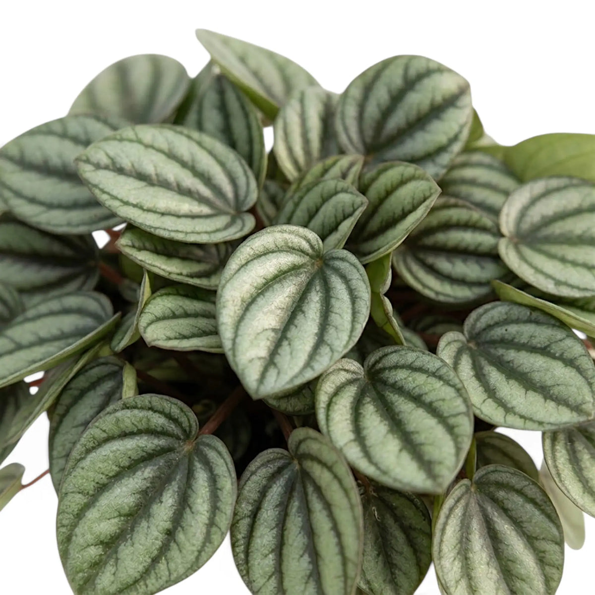 Dicht stehende Blätter der Peperomia ‘Piccolo Banda’ mit metallisch silberfarbener Zeichnung und dunkelgrünen Bändern, von oben
