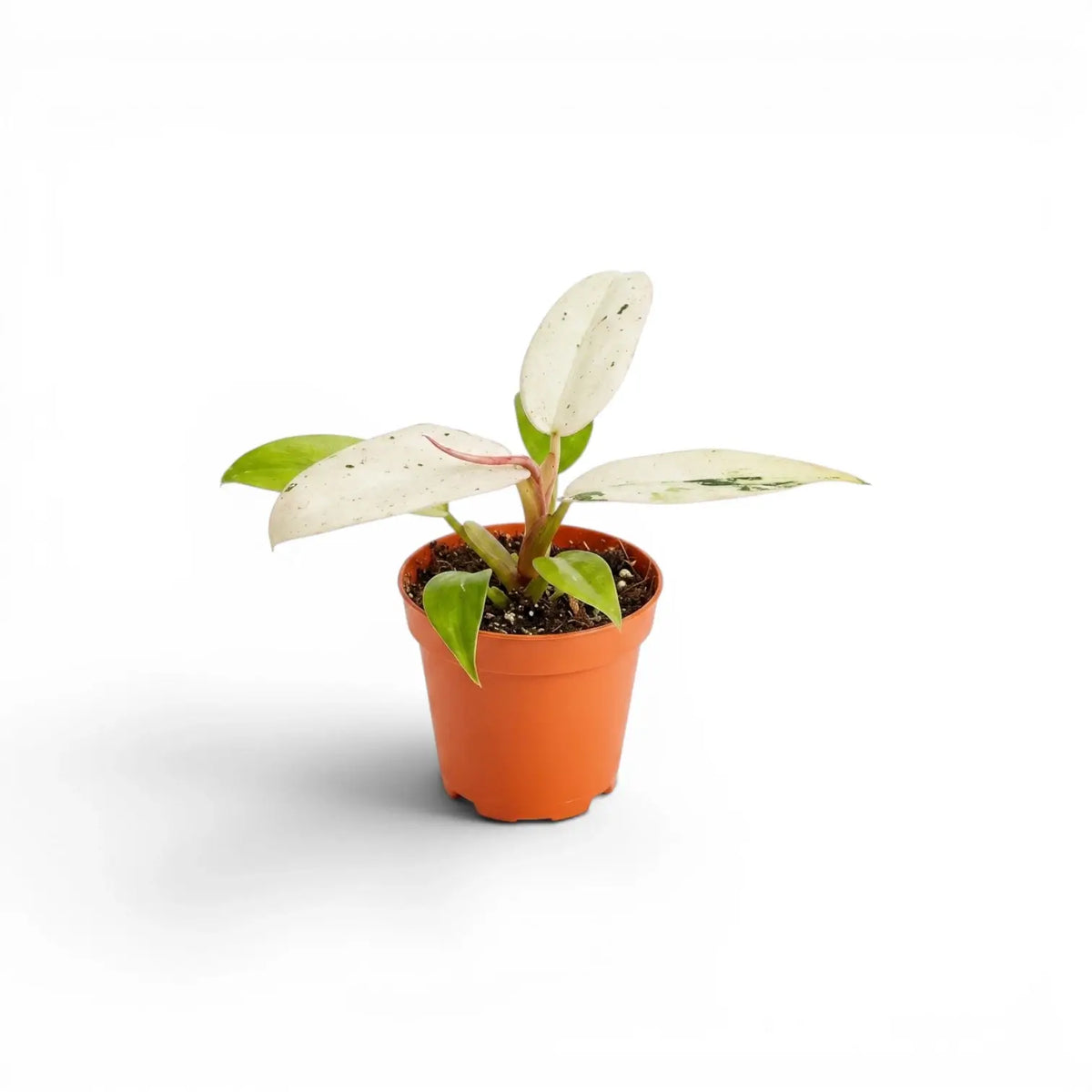 Philodendron 'Whipple Way' kletternder Philodendron mit panaschierten Blättern