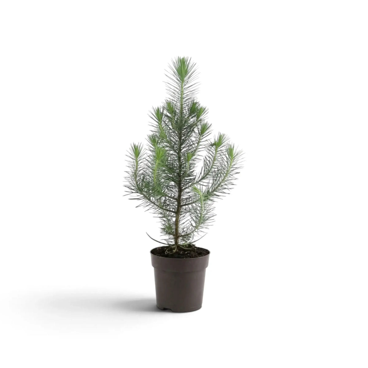 Young Pinus pinea 'Silver Crest' showing spaced branches and silvery green needles