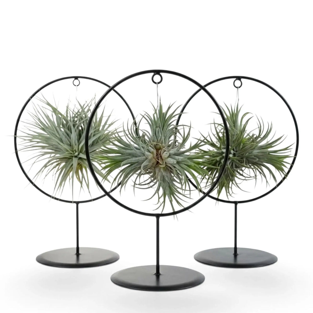Tillandsia ionantha, eine Luftpflanze, mit mehreren übereinander angeordneten Rosetten in einer runden Metallhalterung