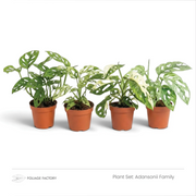Adansonii Family plant set with four green and variegated fenestrated plants lined up in nursery pots