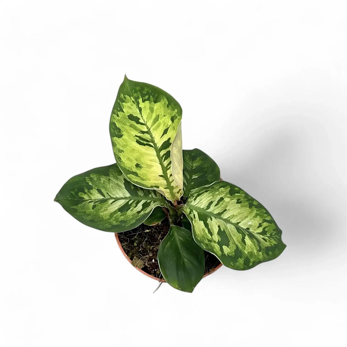 Adelonema wallisii 'Camouflage' potted plant in nursery pot on white background.