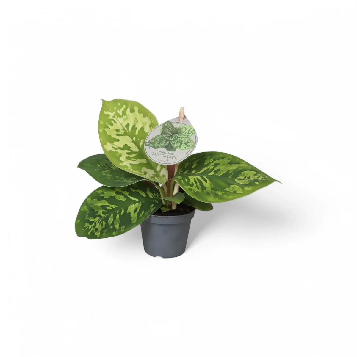 Adelonema wallisii 'Camouflage' potted plant in nursery pot on white background.