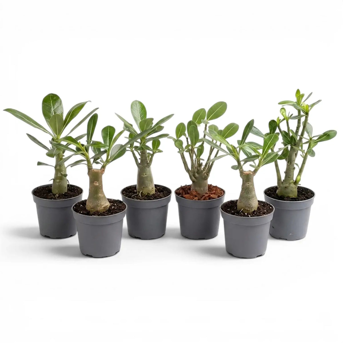 Adenium obesum desert rose baby plant in a nursery pot.