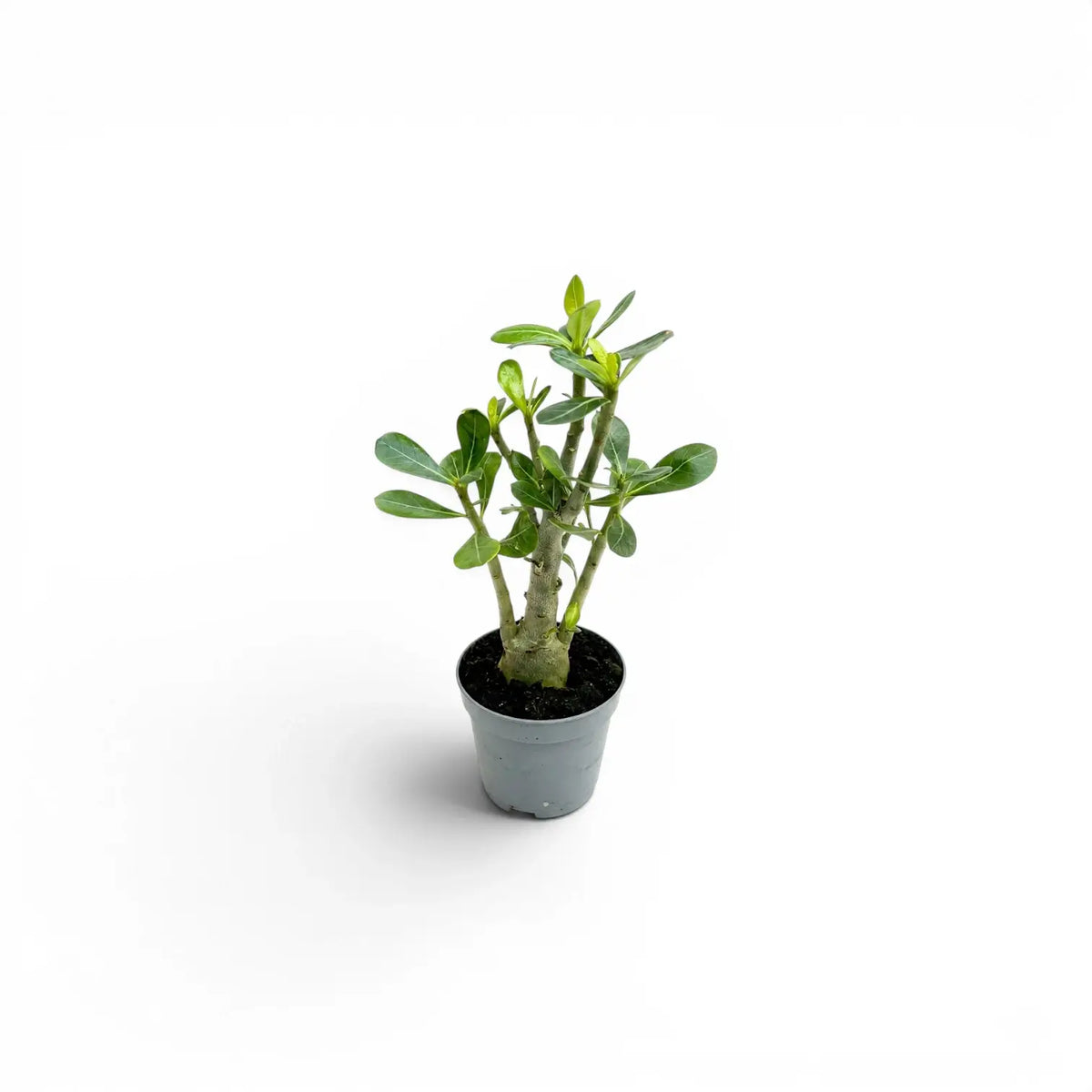 Adenium obesum desert rose baby plant in a nursery pot.