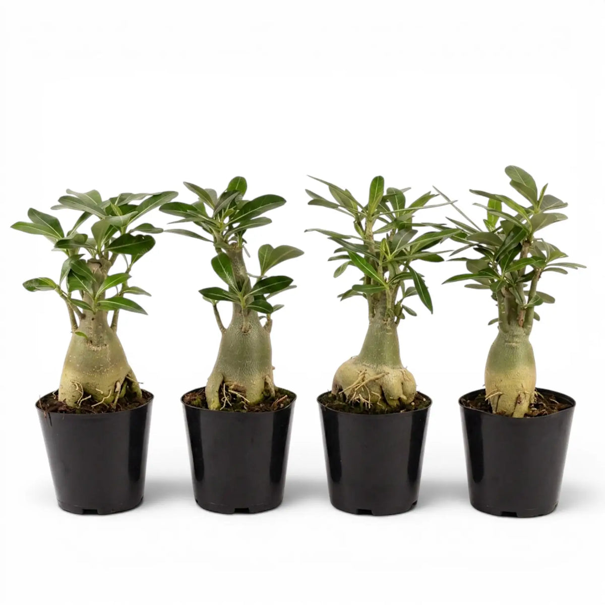 Adenium obesum desert rose plant in a nursery pot.
