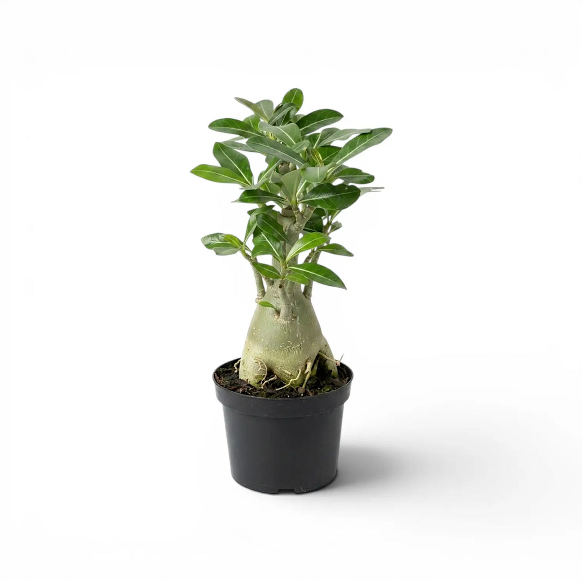 Adenium obesum desert rose plant in a nursery pot.