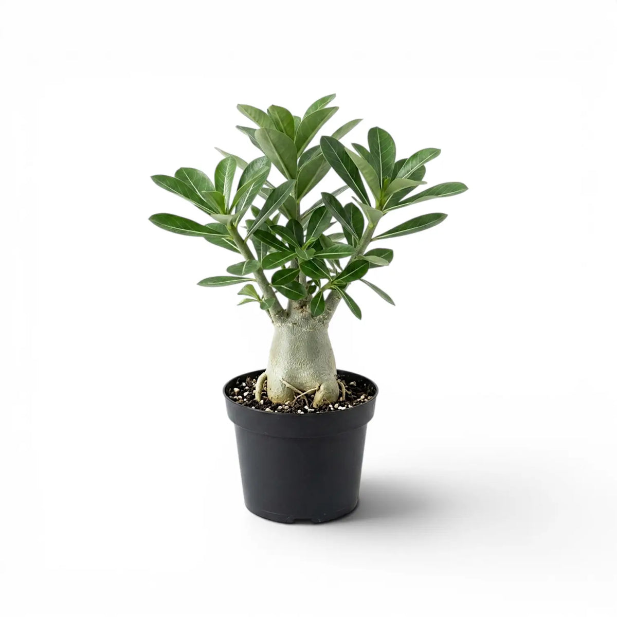 Adenium obesum desert rose plant in a nursery pot.