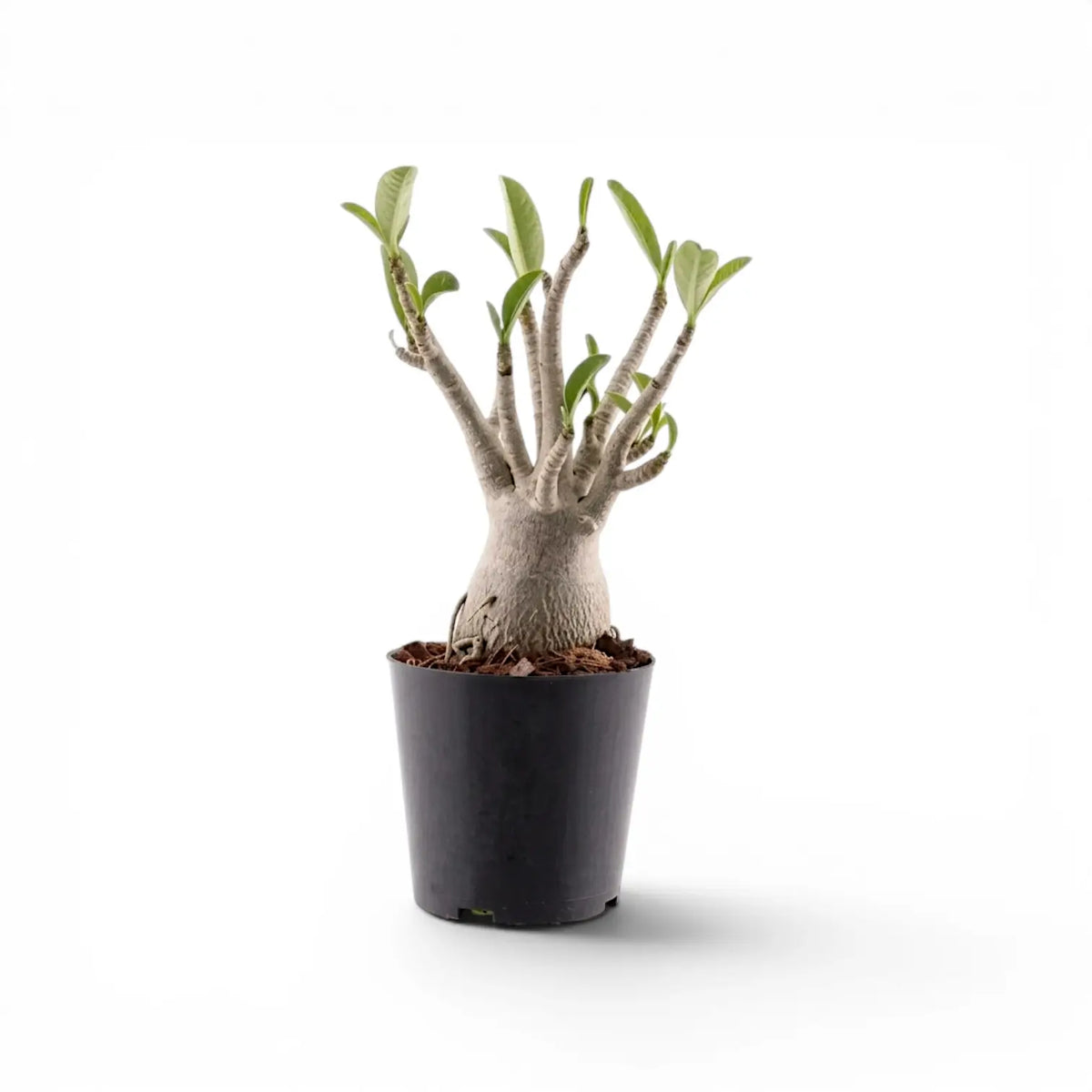 Adenium obesum desert rose plant in a nursery pot.