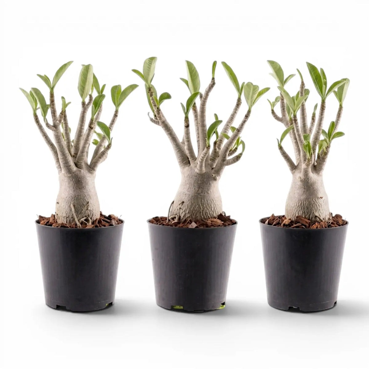 Adenium obesum desert rose plant in a nursery pot.