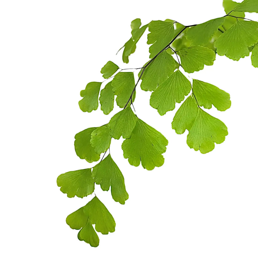 Adiantum raddianum close-up of leaf on white background.