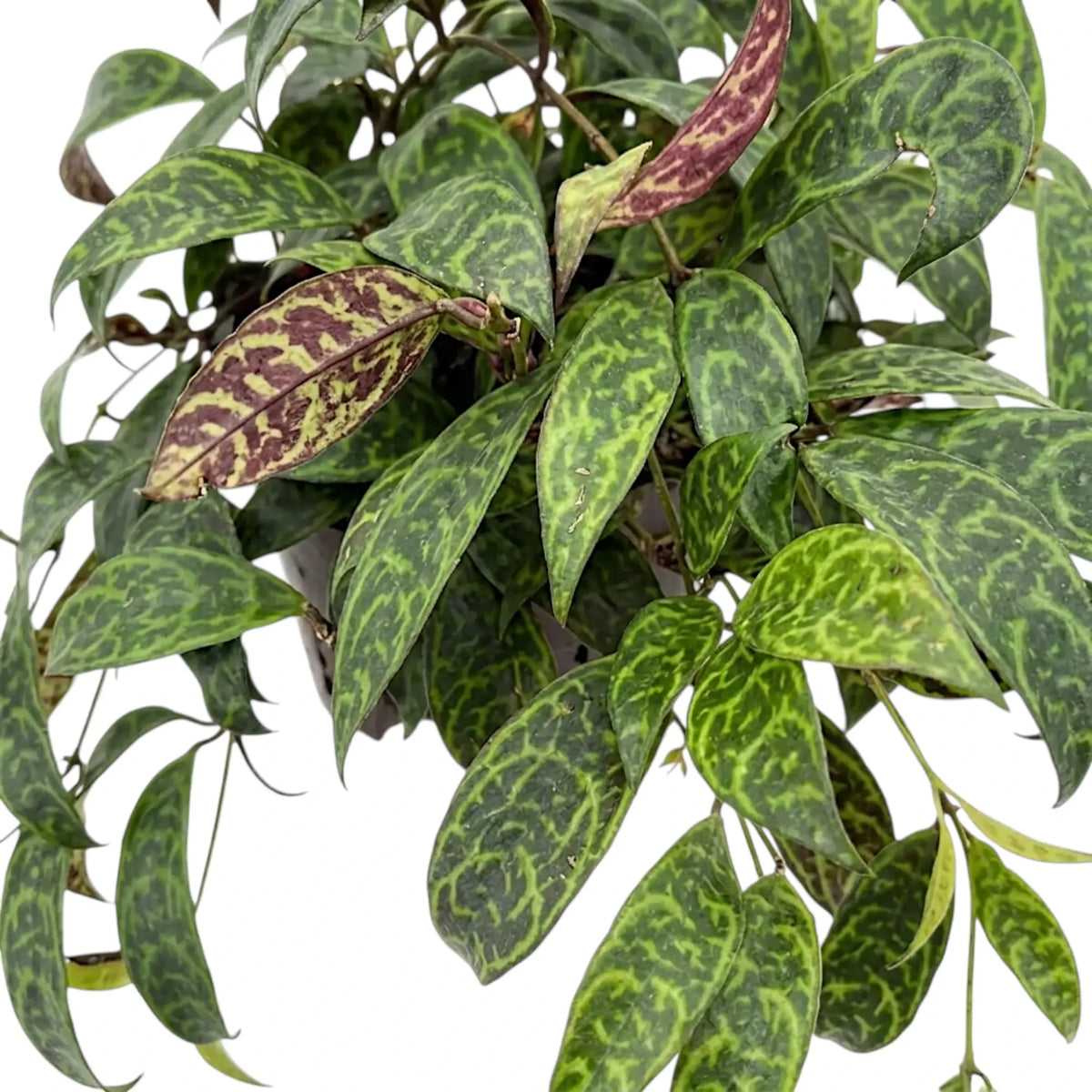 Aeschynanthus marmoratus foliage close-up with marbled green leaves.