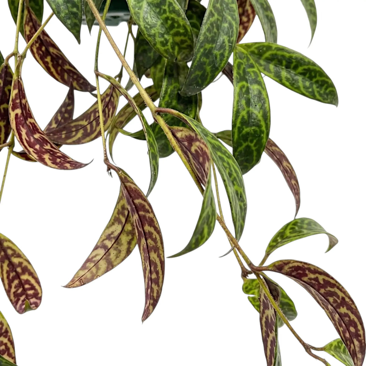 Aeschynanthus marmoratus foliage close-up with marbled green leaves.