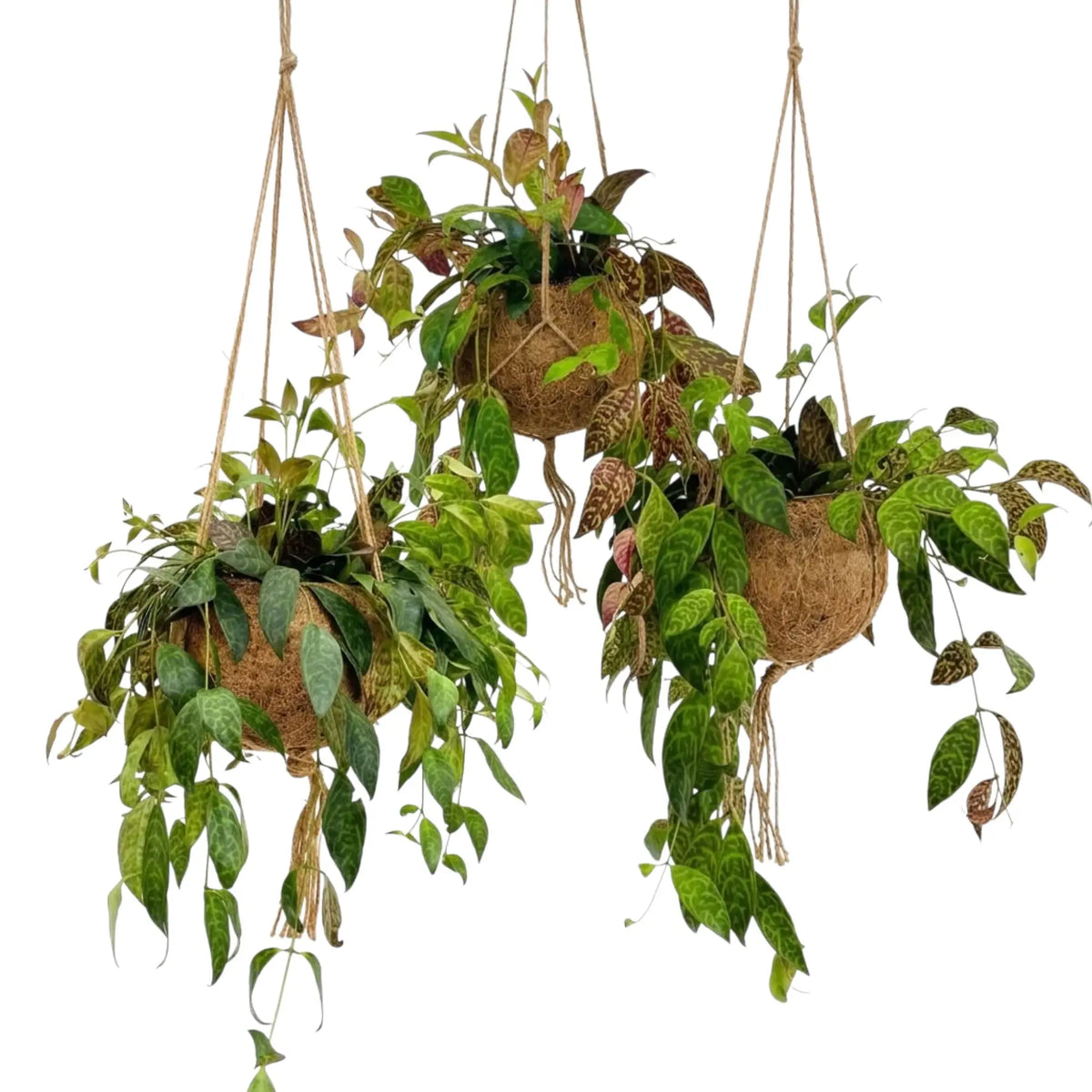 Drei Kokodama-Kugeln mit Aeschynanthus marmoratus und herabhängenden Trieben